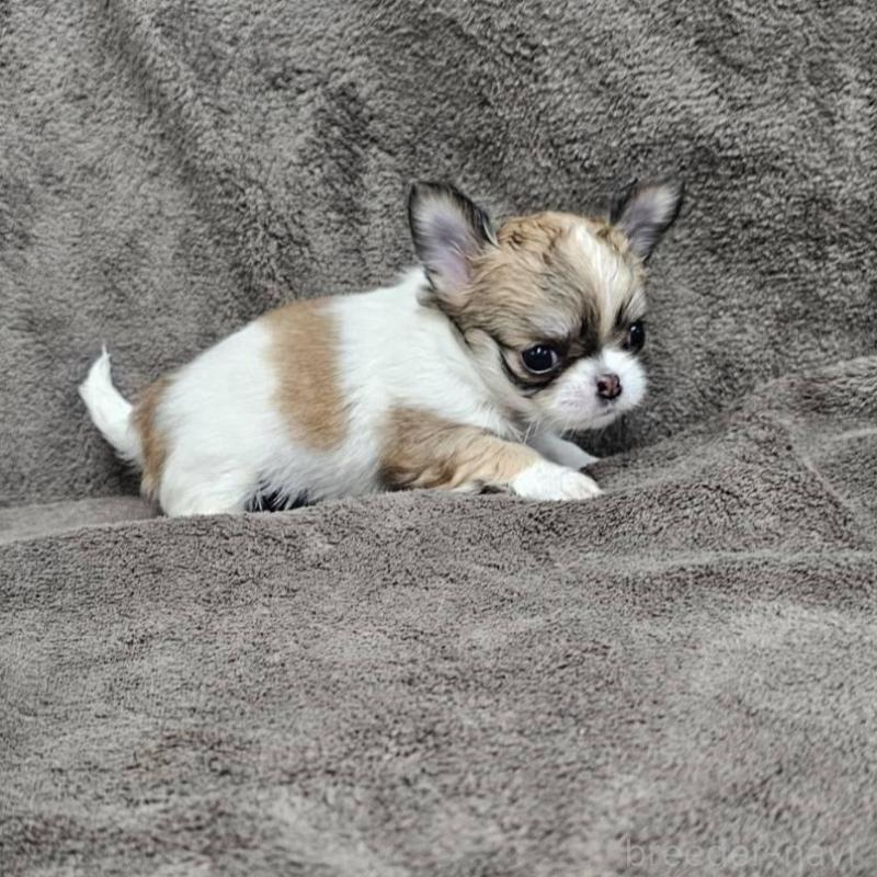 販売中の埼玉県のチワワ(ロングコート)-453581の2枚目