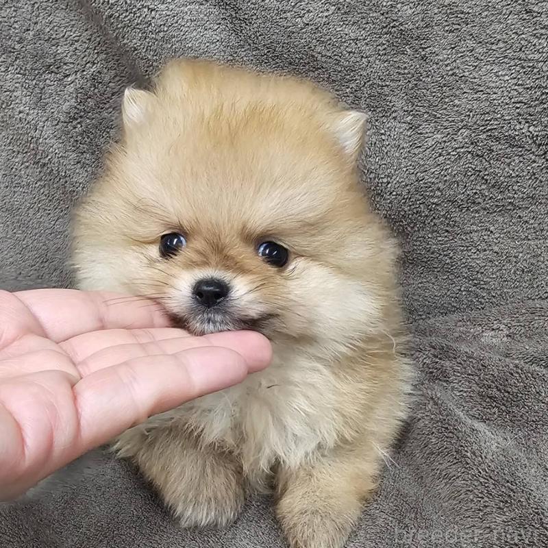 販売中の埼玉県のポメラニアン-453582の7枚目