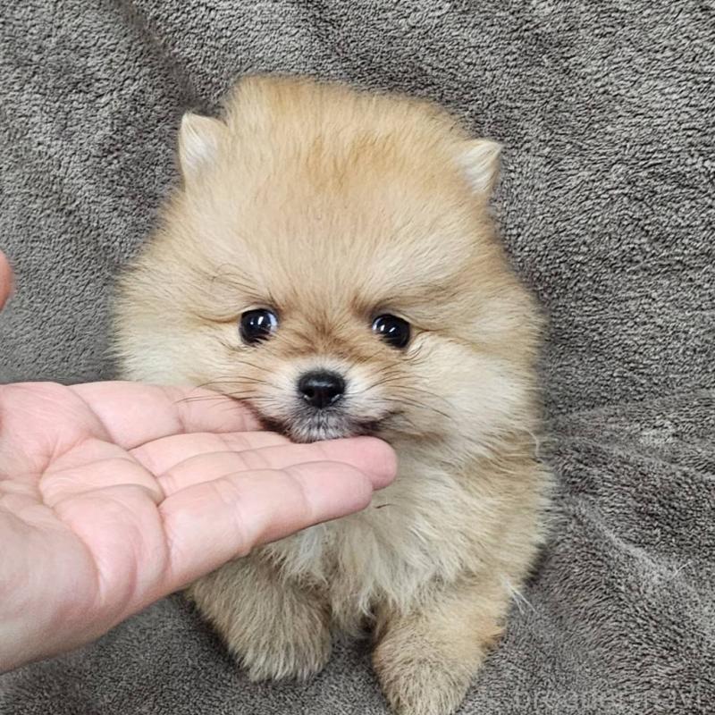 販売中の埼玉県のポメラニアン-453582の6枚目