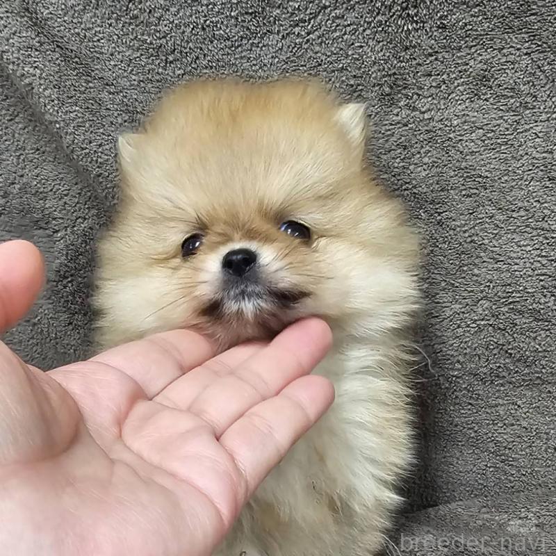 販売中の埼玉県のポメラニアン-453582の4枚目