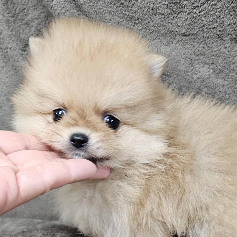 販売中の埼玉県のポメラニアン-453582の5枚目