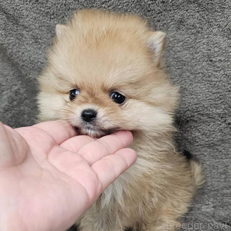 販売中の埼玉県のポメラニアン-453582の3枚目