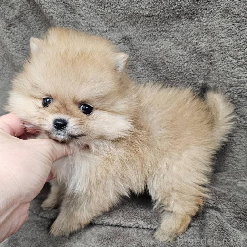 販売中の埼玉県のポメラニアン-453582の2枚目