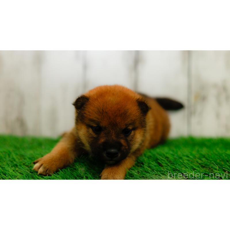 販売中の三重県の柴犬-453584の7枚目