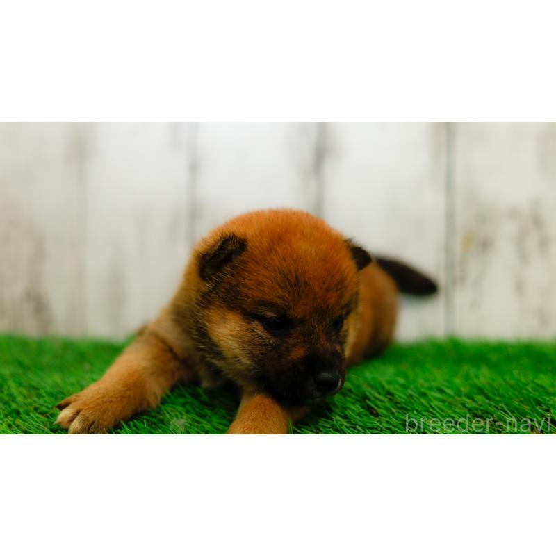 販売中の三重県の柴犬-453584の5枚目