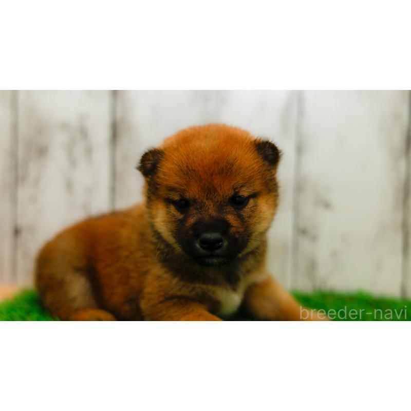 販売中の三重県の柴犬-453584の4枚目