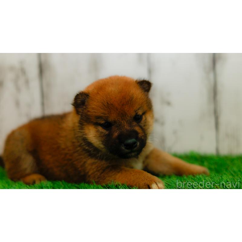 販売中の三重県の柴犬-453584の3枚目