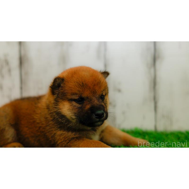 販売中の三重県の柴犬-453584の2枚目