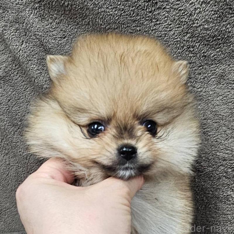 販売中の埼玉県のポメラニアン-453583の8枚目