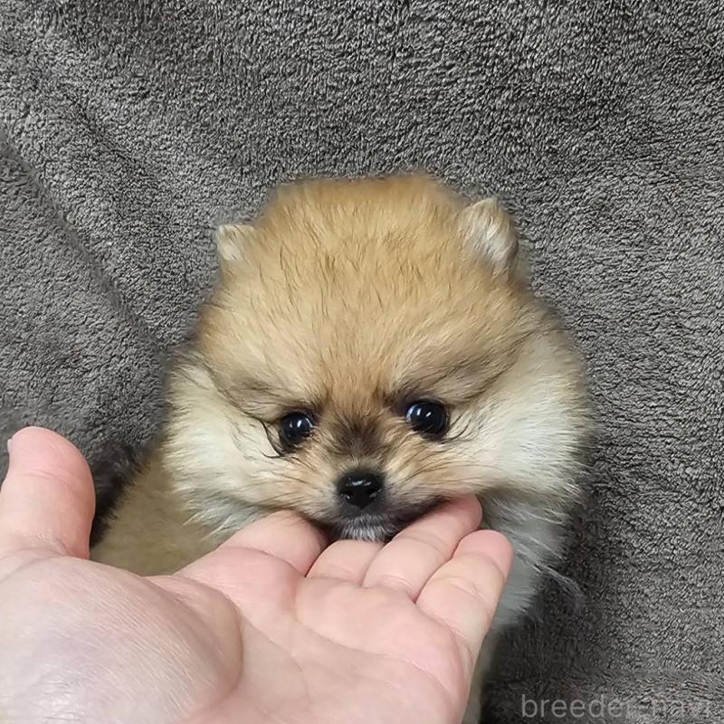 販売中の埼玉県のポメラニアン-453583の7枚目