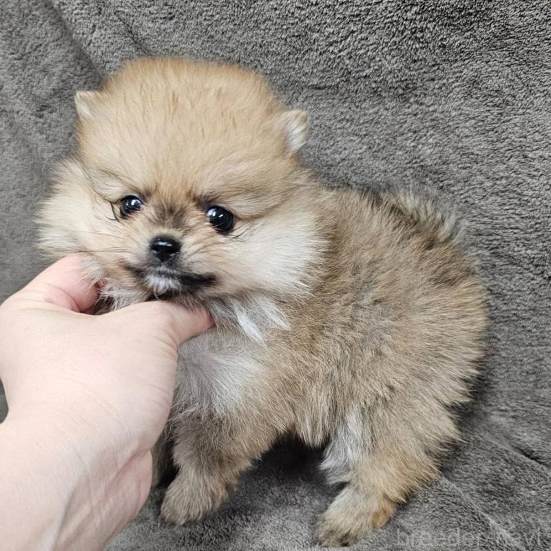 販売中の埼玉県のポメラニアン-453583の6枚目