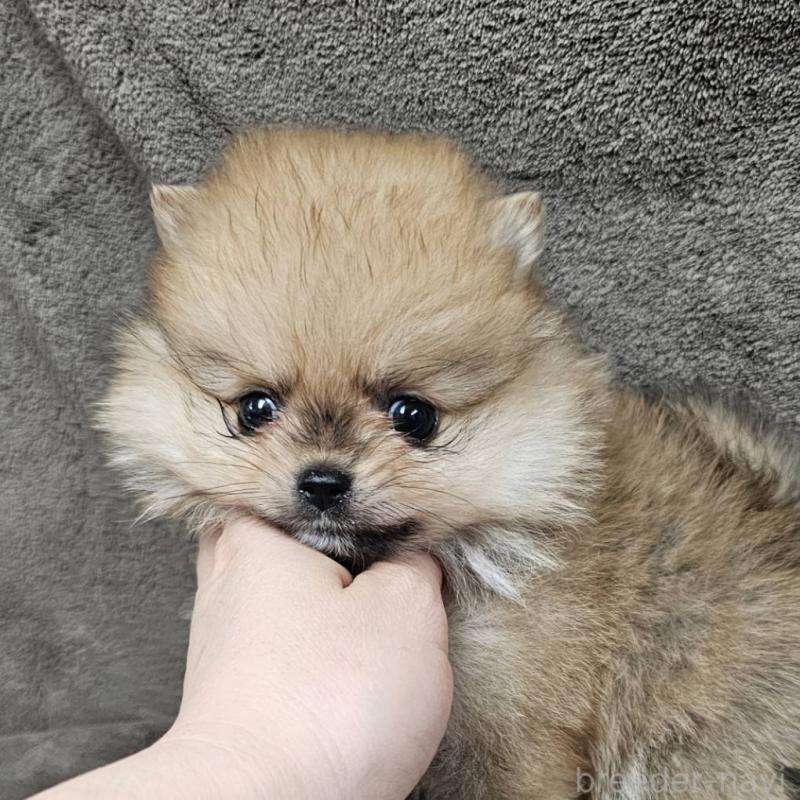 販売中の埼玉県のポメラニアン-453583の5枚目