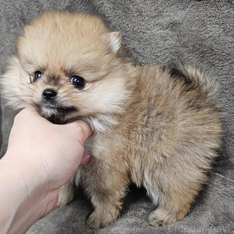 販売中の埼玉県のポメラニアン-453583の4枚目