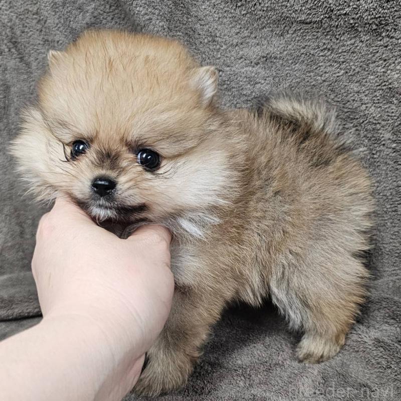 販売中の埼玉県のポメラニアン-453583の3枚目