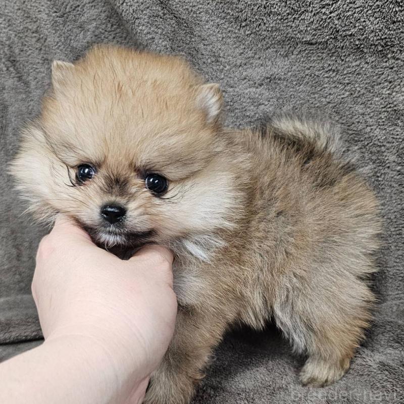 販売中の埼玉県のポメラニアン-453583の2枚目