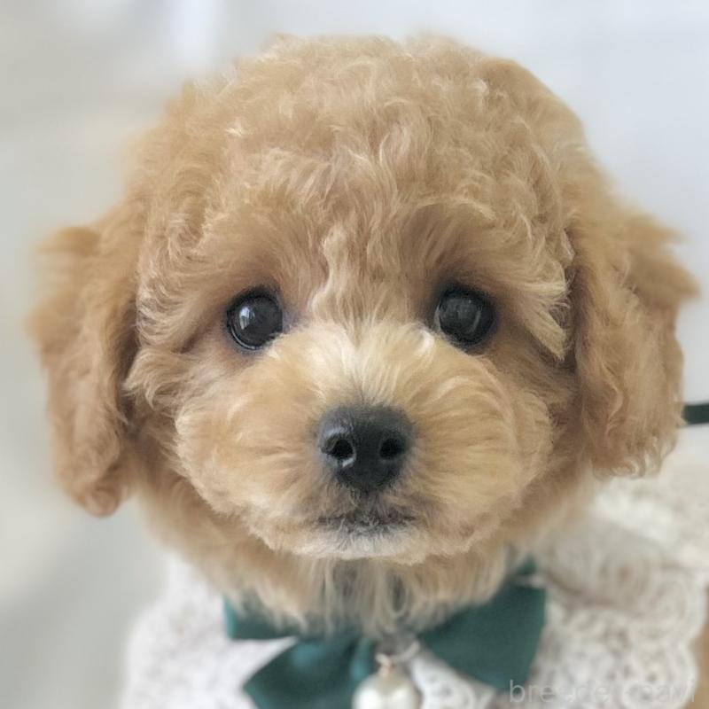 販売中の愛知県のビションプー:ビションフリーゼ×トイプードル-449915