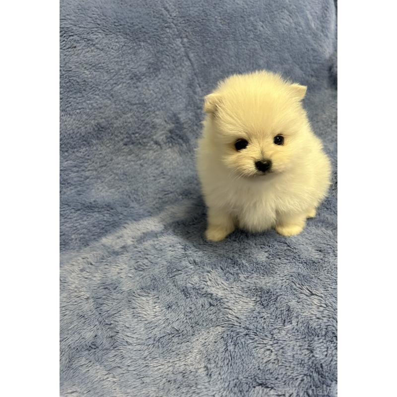 販売中の佐賀県のポメラニアン-453585の5枚目