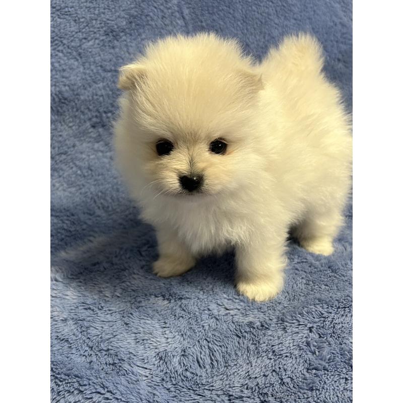 販売中の佐賀県のポメラニアン-453585の4枚目