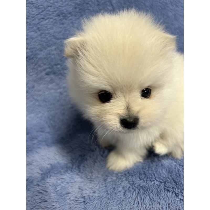 販売中の佐賀県のポメラニアン-453585の3枚目