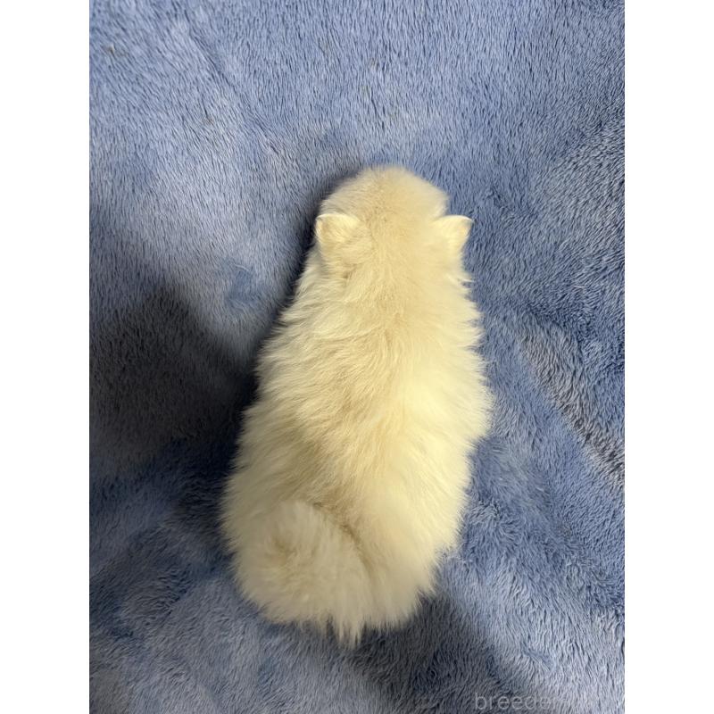 販売中の佐賀県のポメラニアン-453585の2枚目