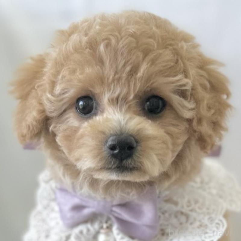 販売中の愛知県のビションプー:ビションフリーゼ×トイプードル-449919