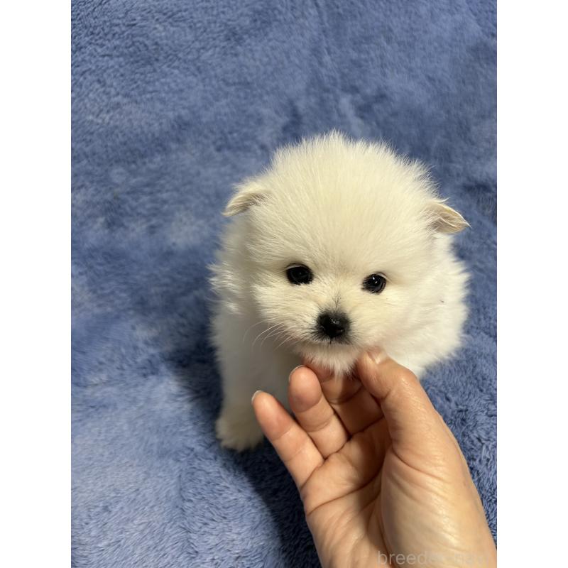 販売中の佐賀県のポメラニアン-453586の5枚目