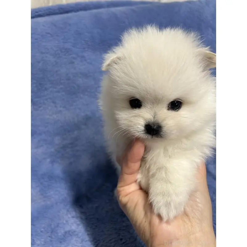 販売中の佐賀県のポメラニアン-453586の4枚目