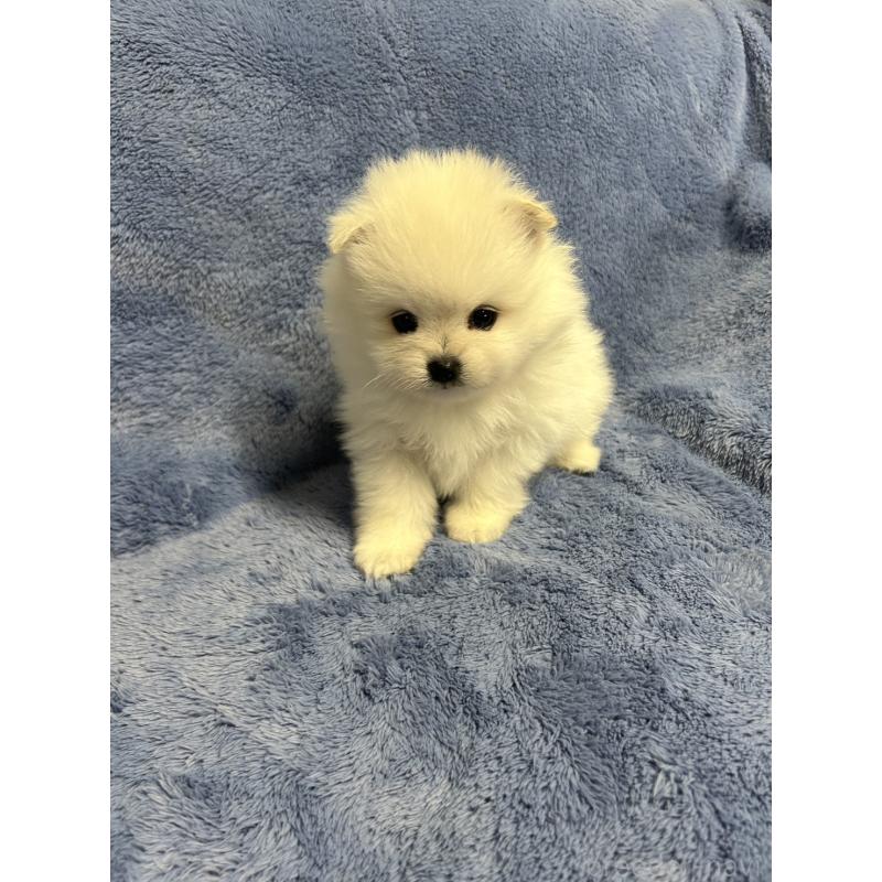 販売中の佐賀県のポメラニアン-453586の3枚目