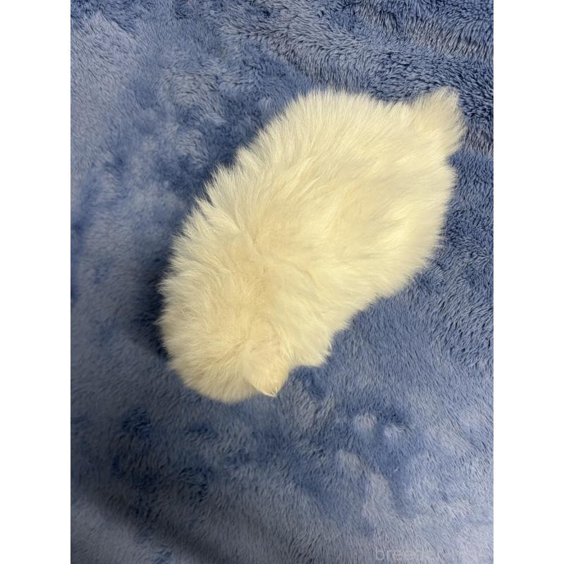 販売中の佐賀県のポメラニアン-453586の2枚目