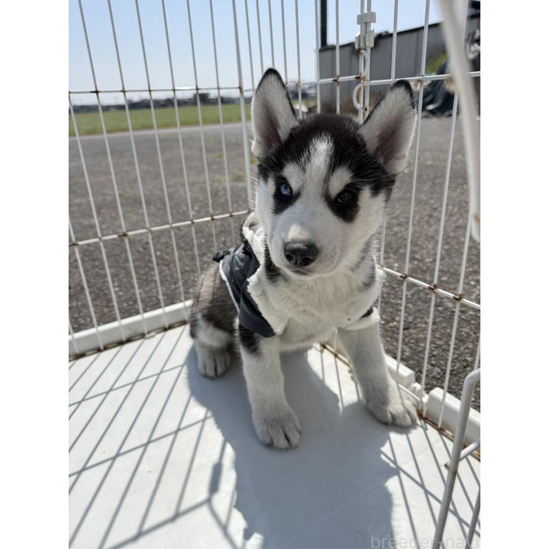 販売中の岐阜県のシベリアンハスキー-453587の3枚目