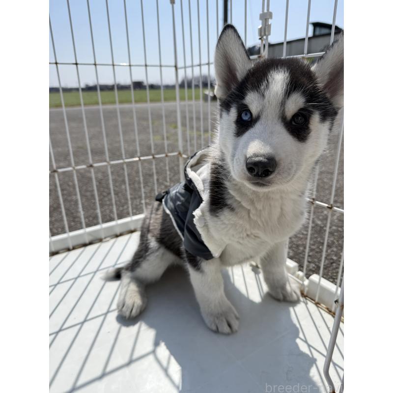 販売中の岐阜県のシベリアンハスキー-453587の2枚目