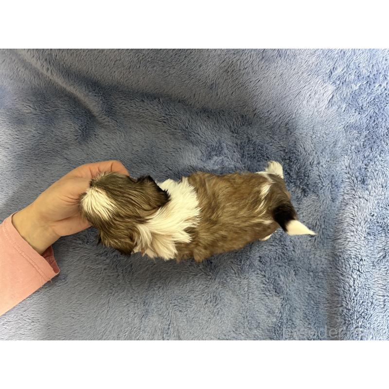 販売中の佐賀県のシーズー-453588の4枚目