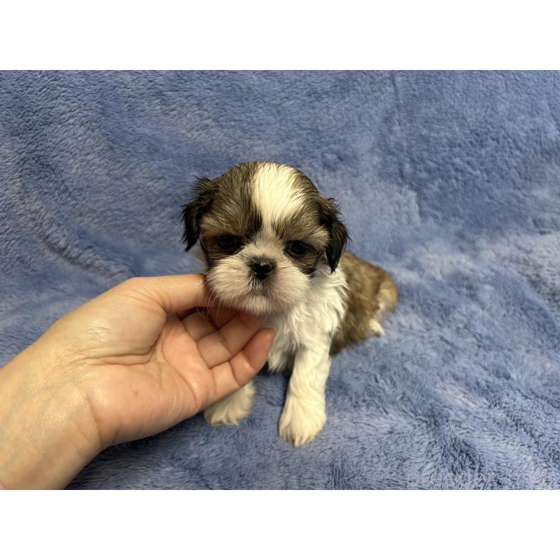 販売中の佐賀県のシーズー-453588の3枚目