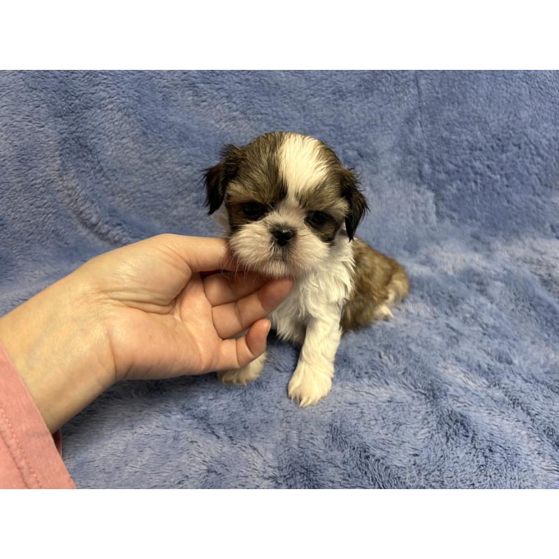 販売中の佐賀県のシーズー-453588の2枚目