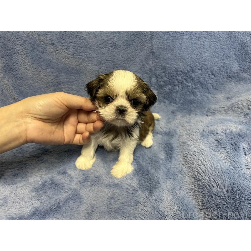 販売中の佐賀県のシーズー-453589の4枚目