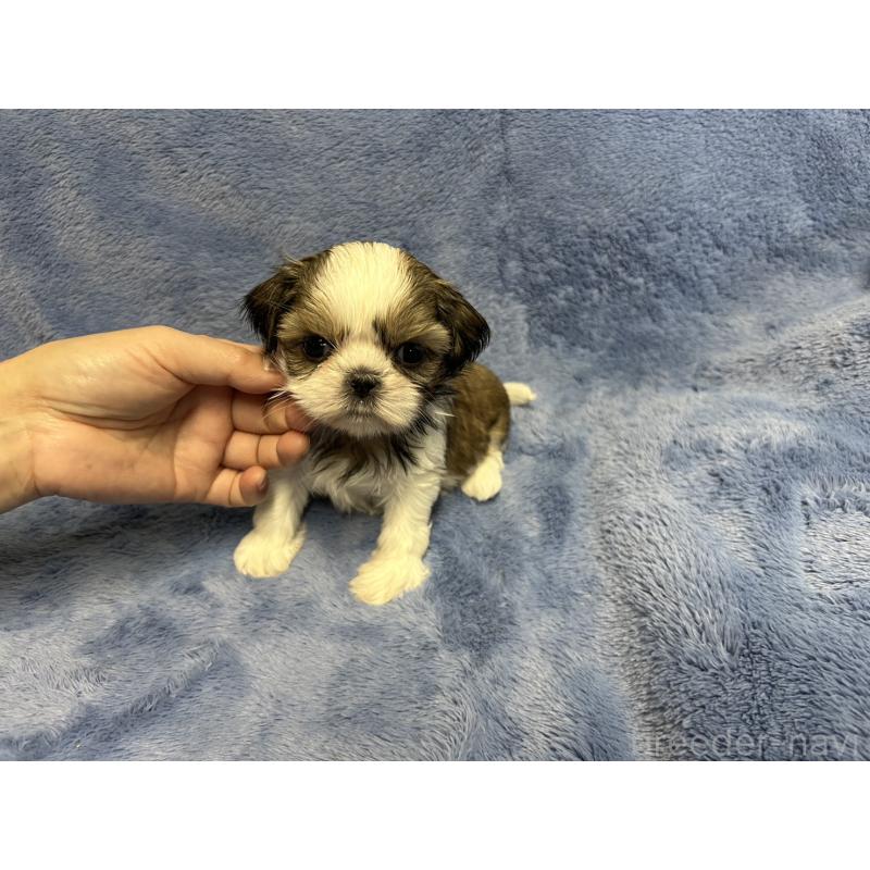 販売中の佐賀県のシーズー-453589の3枚目