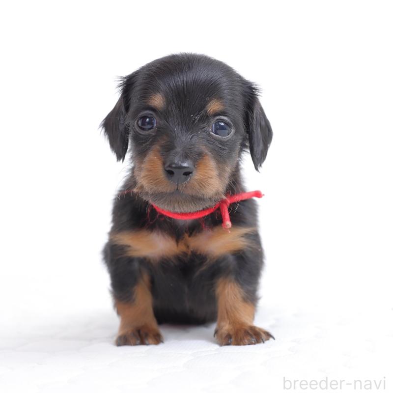 販売中の愛知県のミニチュアダックスフンド(ロングヘアード)-452476