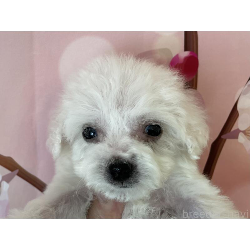 販売中の北海道のビションフリーゼ-453592の6枚目