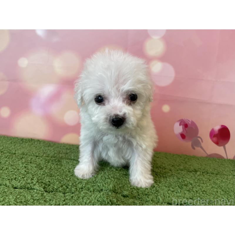 販売中の北海道のビションフリーゼ-453592の5枚目