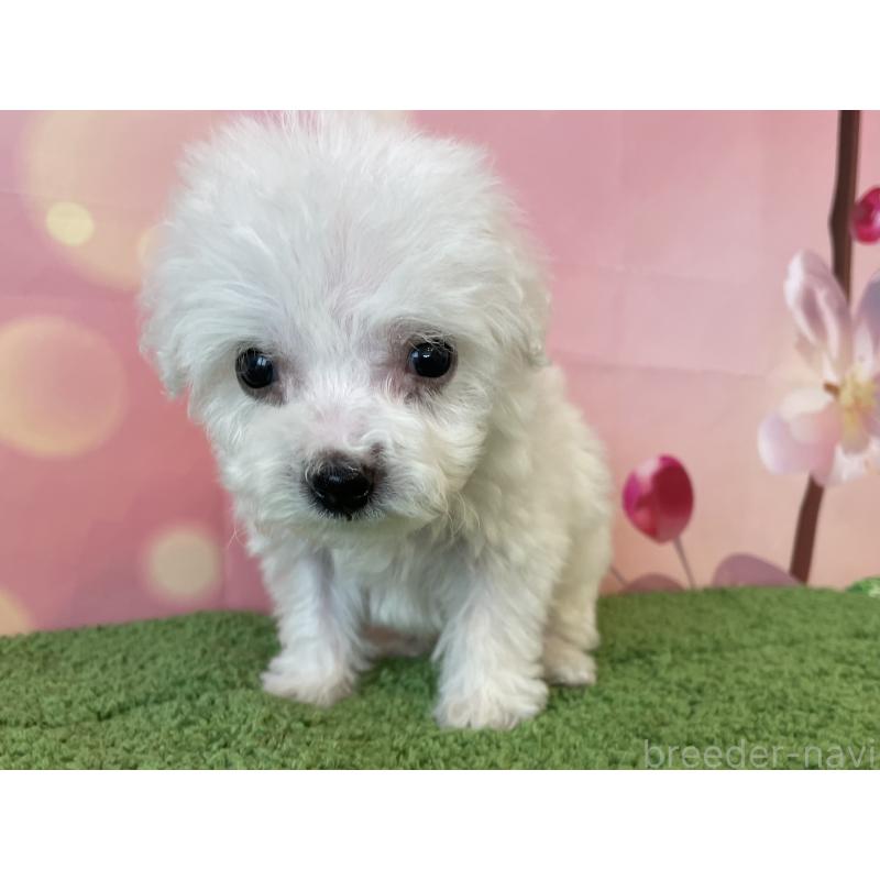 販売中の北海道のビションフリーゼ-453592の4枚目