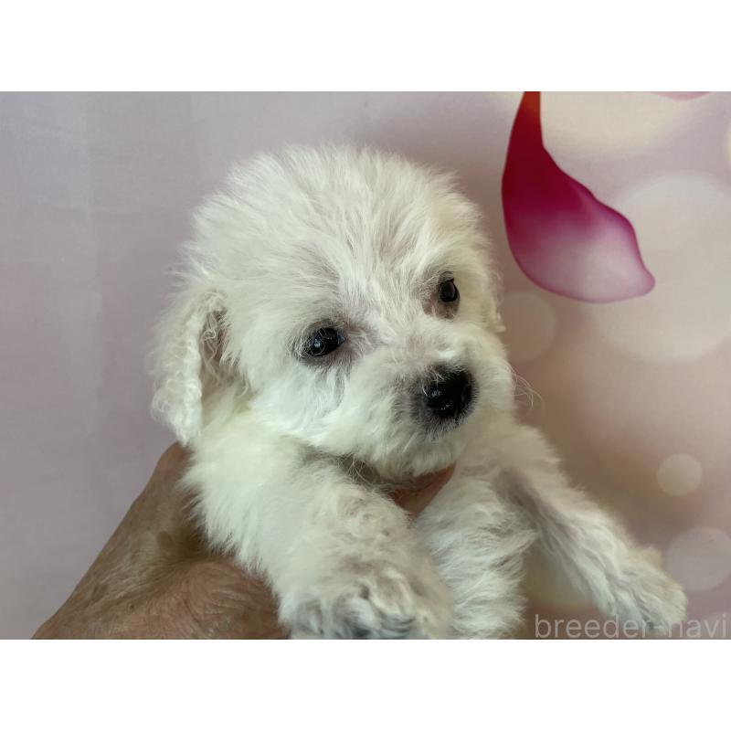 販売中の北海道のビションフリーゼ-453592の3枚目