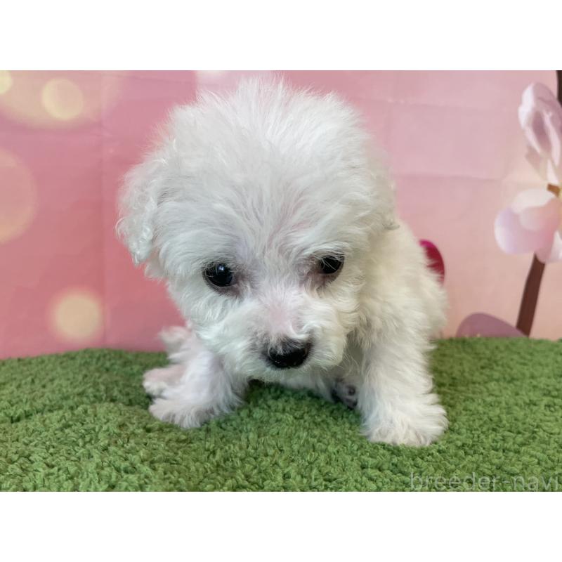 販売中の北海道のビションフリーゼ-453592の2枚目