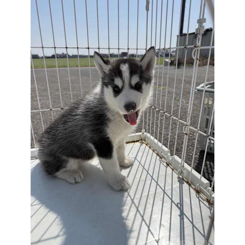 販売中の岐阜県のシベリアンハスキー-453591の3枚目