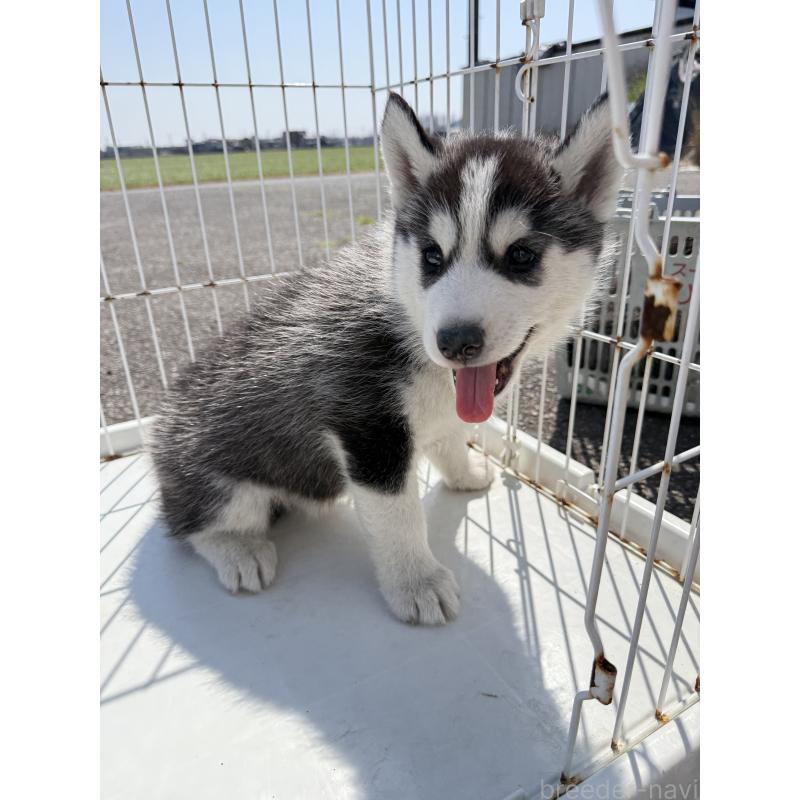 販売中の岐阜県のシベリアンハスキー-453591の2枚目