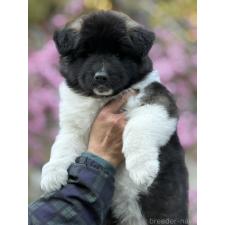 ♀︎アメリカン・アキタ