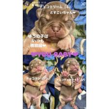 チワワ(スムースコート)の子犬