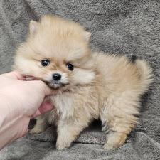 ♀︎ポメラニアン
