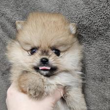 ♀︎ポメラニアン