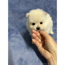 ♀︎ポメラニアン