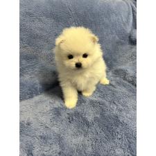 ♀︎ポメラニアン